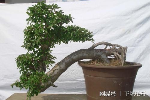 這種樹農(nóng)民把它當(dāng)綠籬，殊不知是上好盆景材料，精品上萬